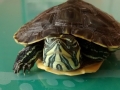 Trachemys