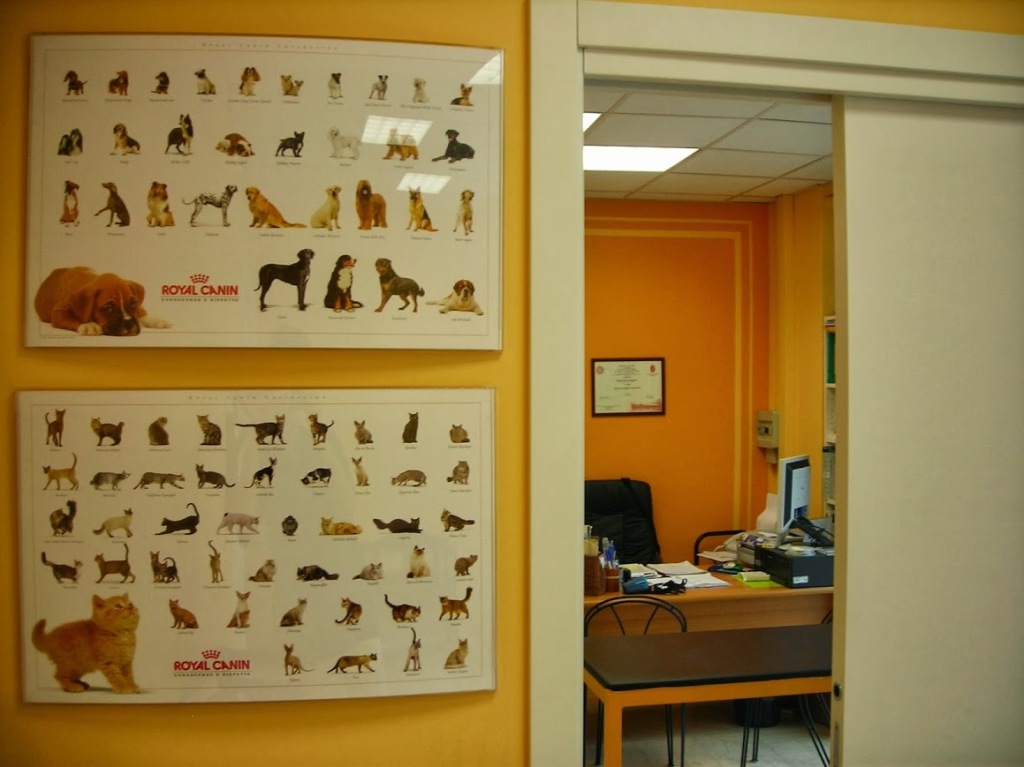 cane e gatto clinica veterinaria lecco valmadrera
